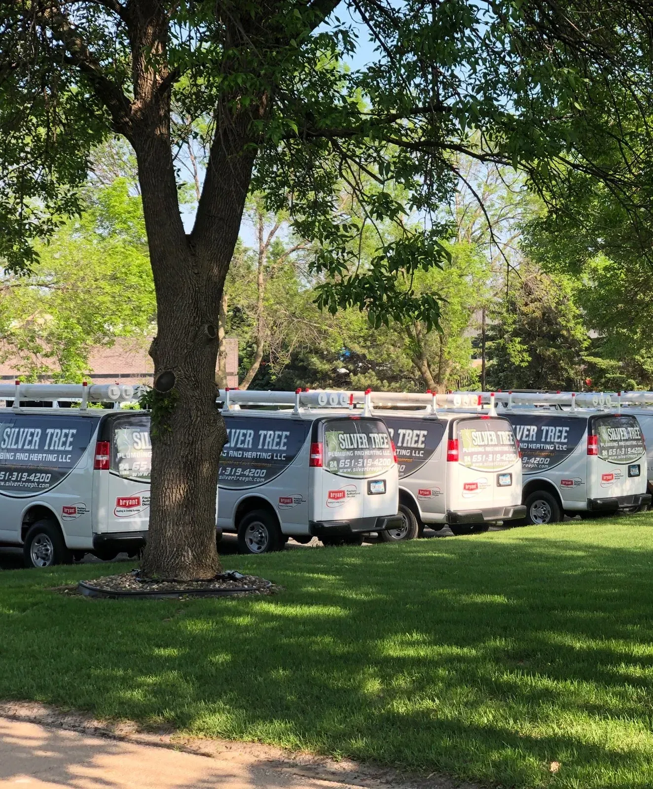 A row of vans parked in a grassy area with a tree in the background