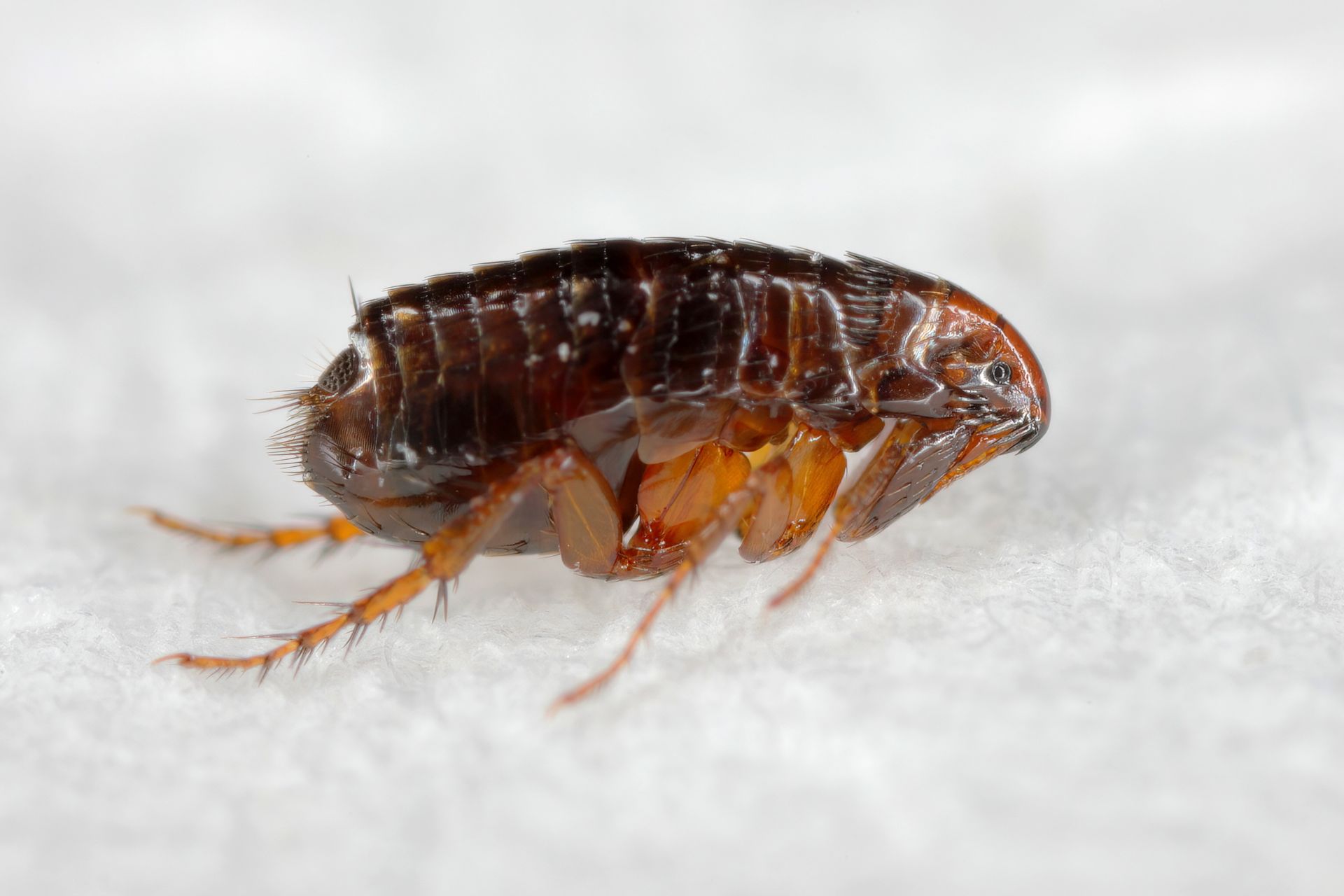 Close-up of a brown flea with visible legs and body segments, on a white surface.
