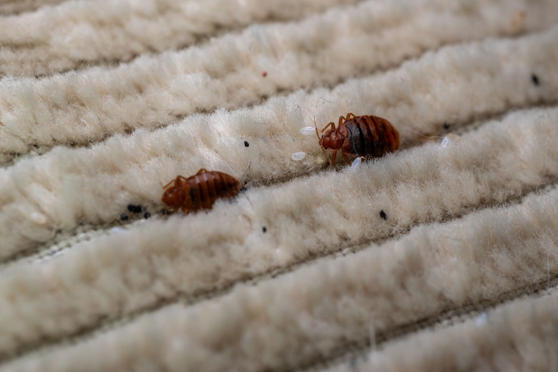 Two reddish-brown bed bugs resting on a textured, off-white fabric surface.