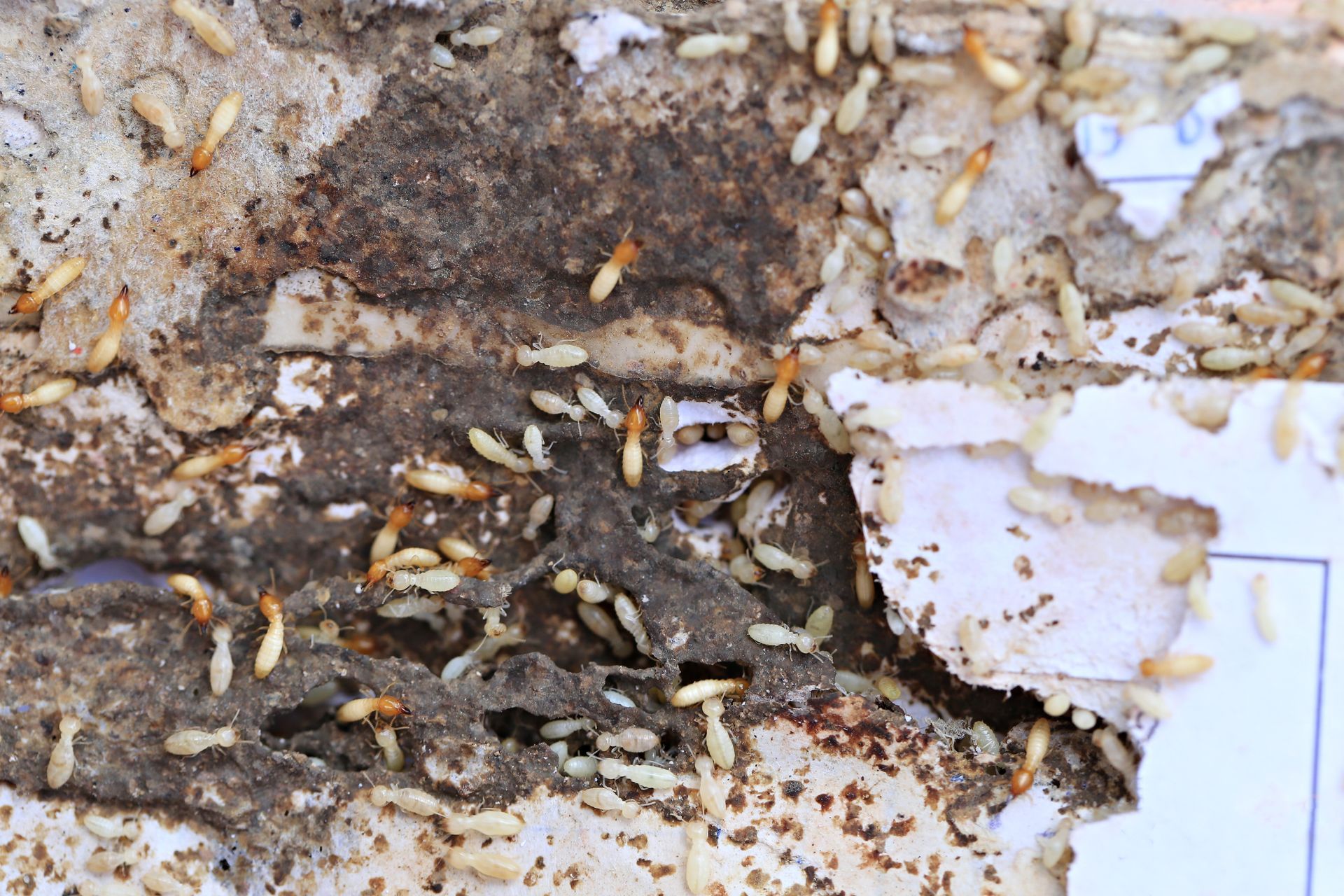 Termites infest damaged wood, showing the insects and their tunnels.