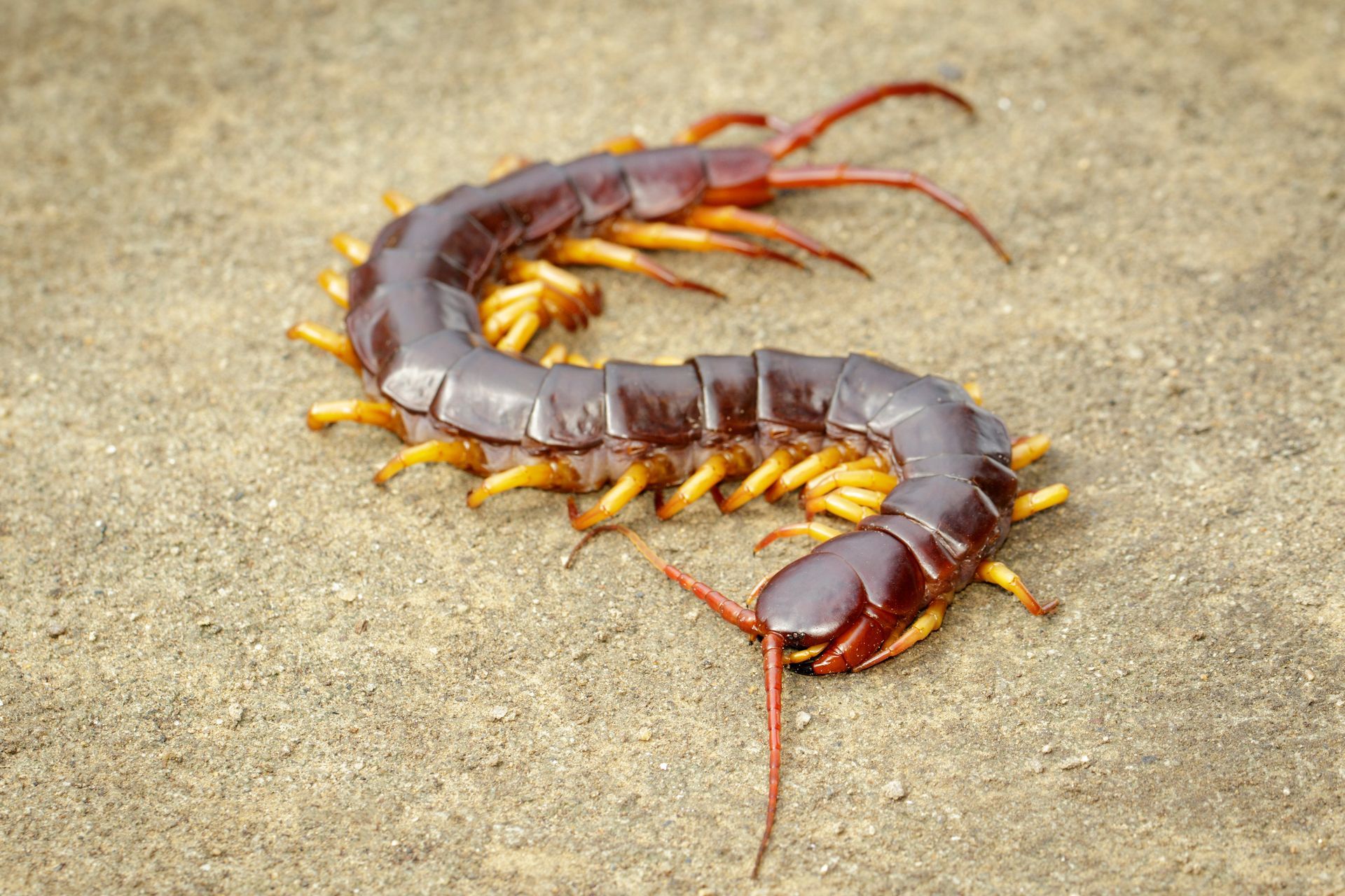 Brown and orange centipede on a light brown surface.