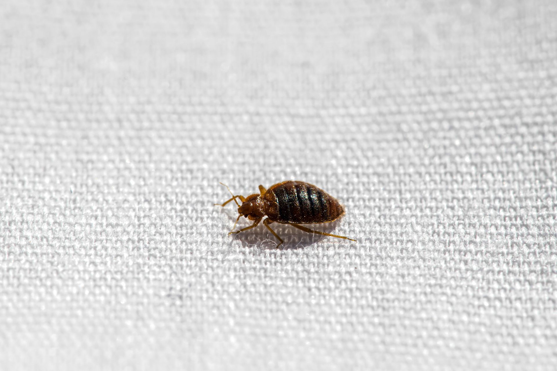 Bed bug on a white fabric surface.
