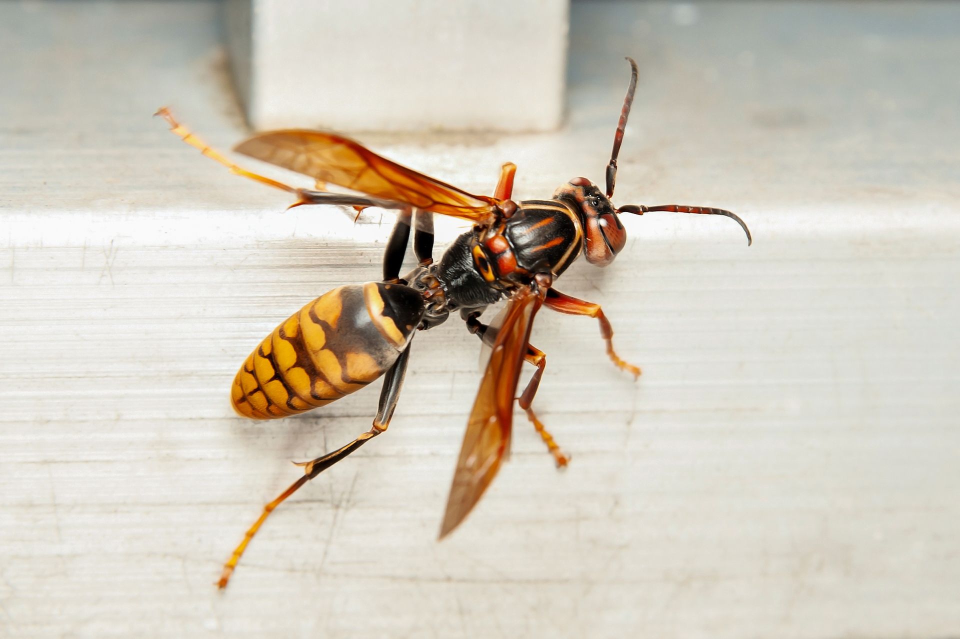 Wasp with yellow and black striped abdomen, orange wings, and black body resting on a metallic surface.