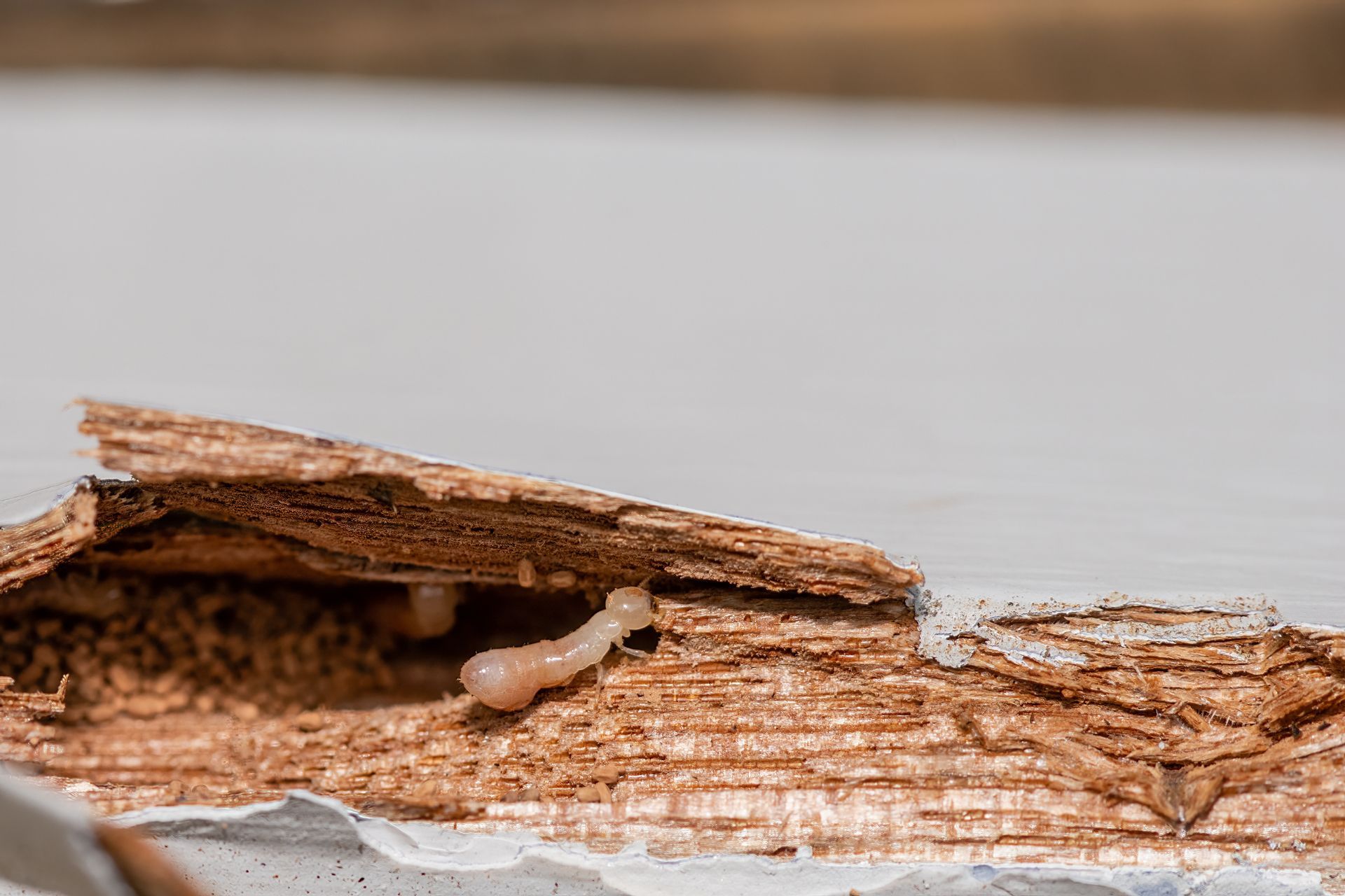 Wood damage revealing a termite larva.