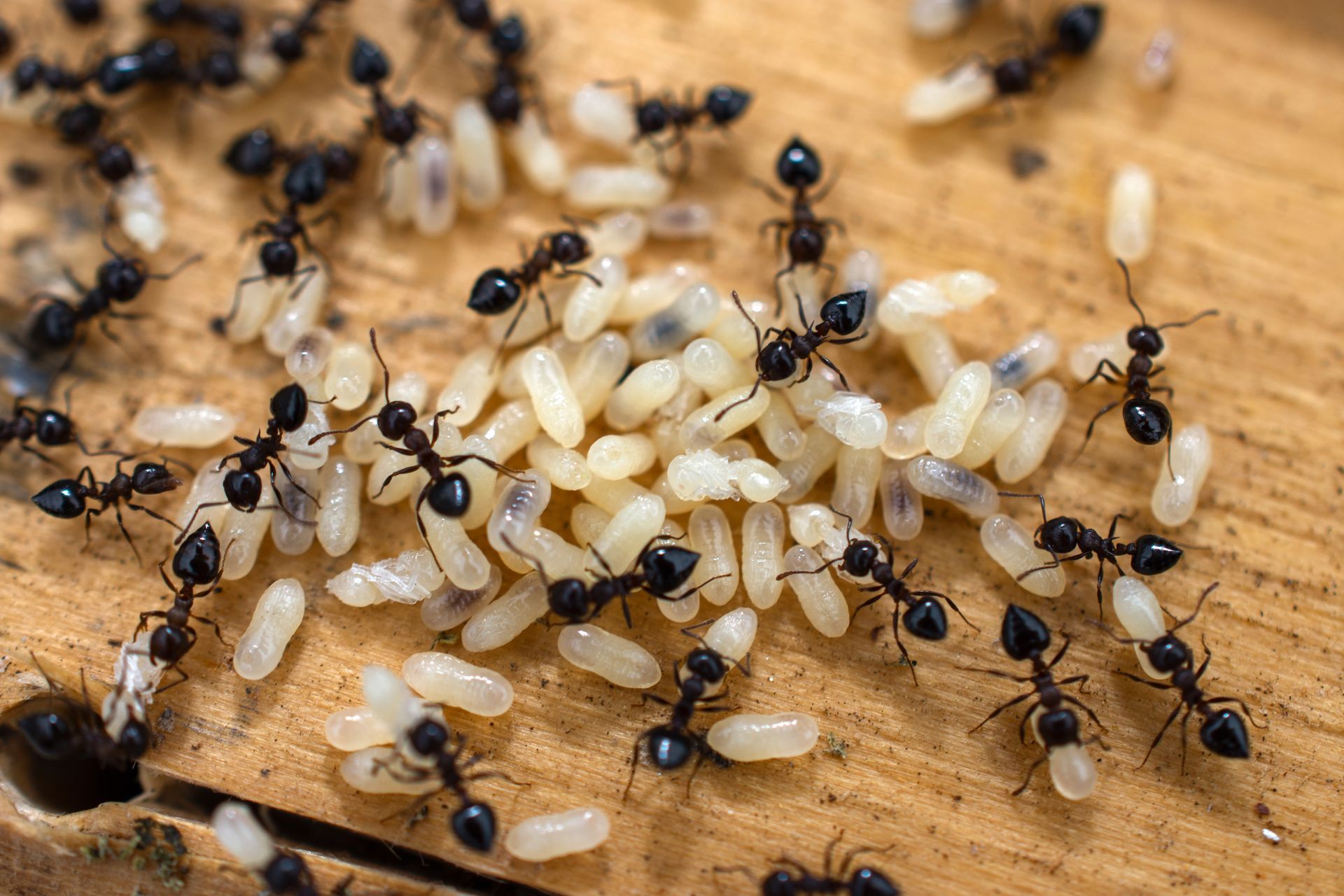 Black ants tending to white ant eggs and larvae on wooden surface.