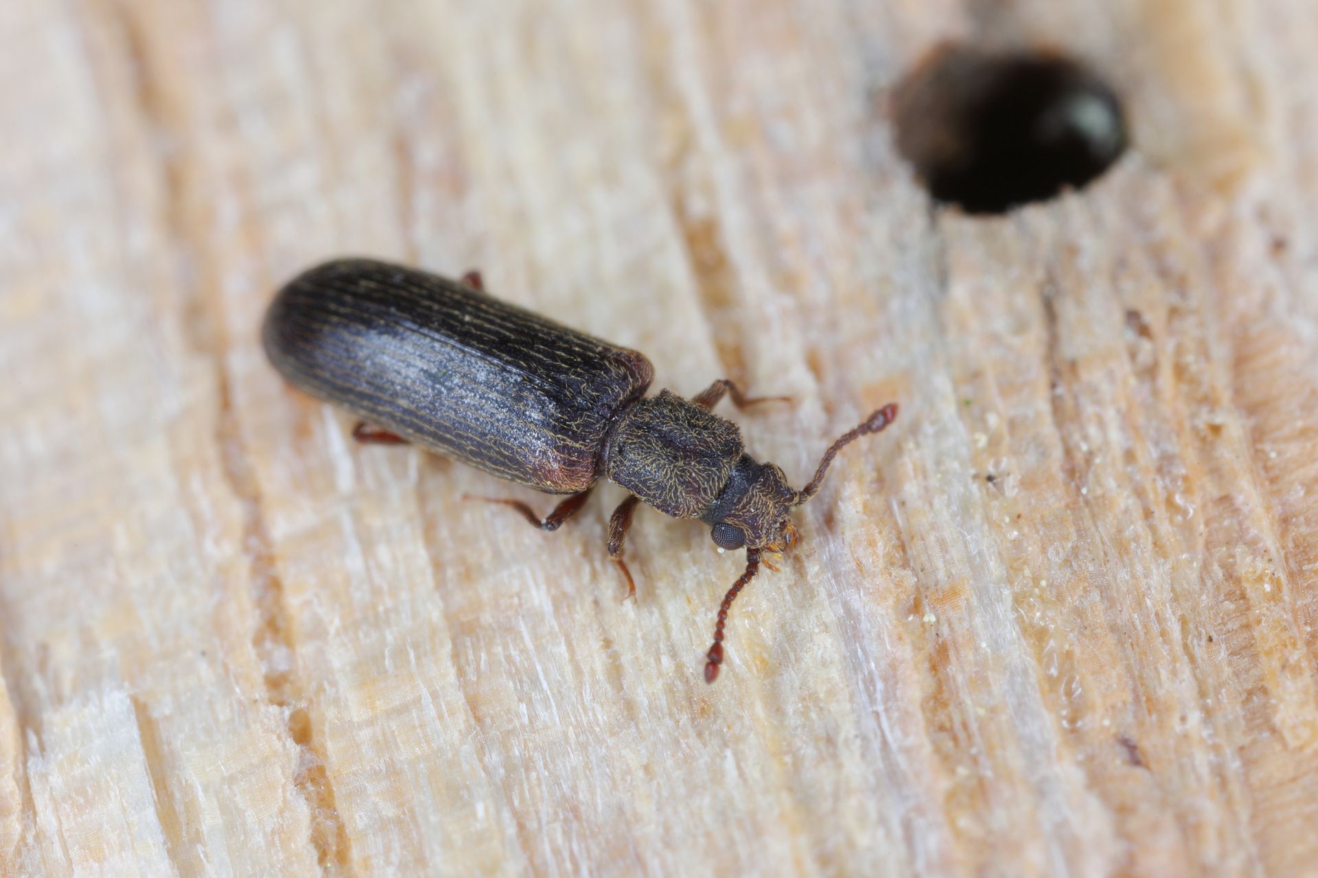 Small, dark brown beetle on a light wood surface, near a round, dark dropping.