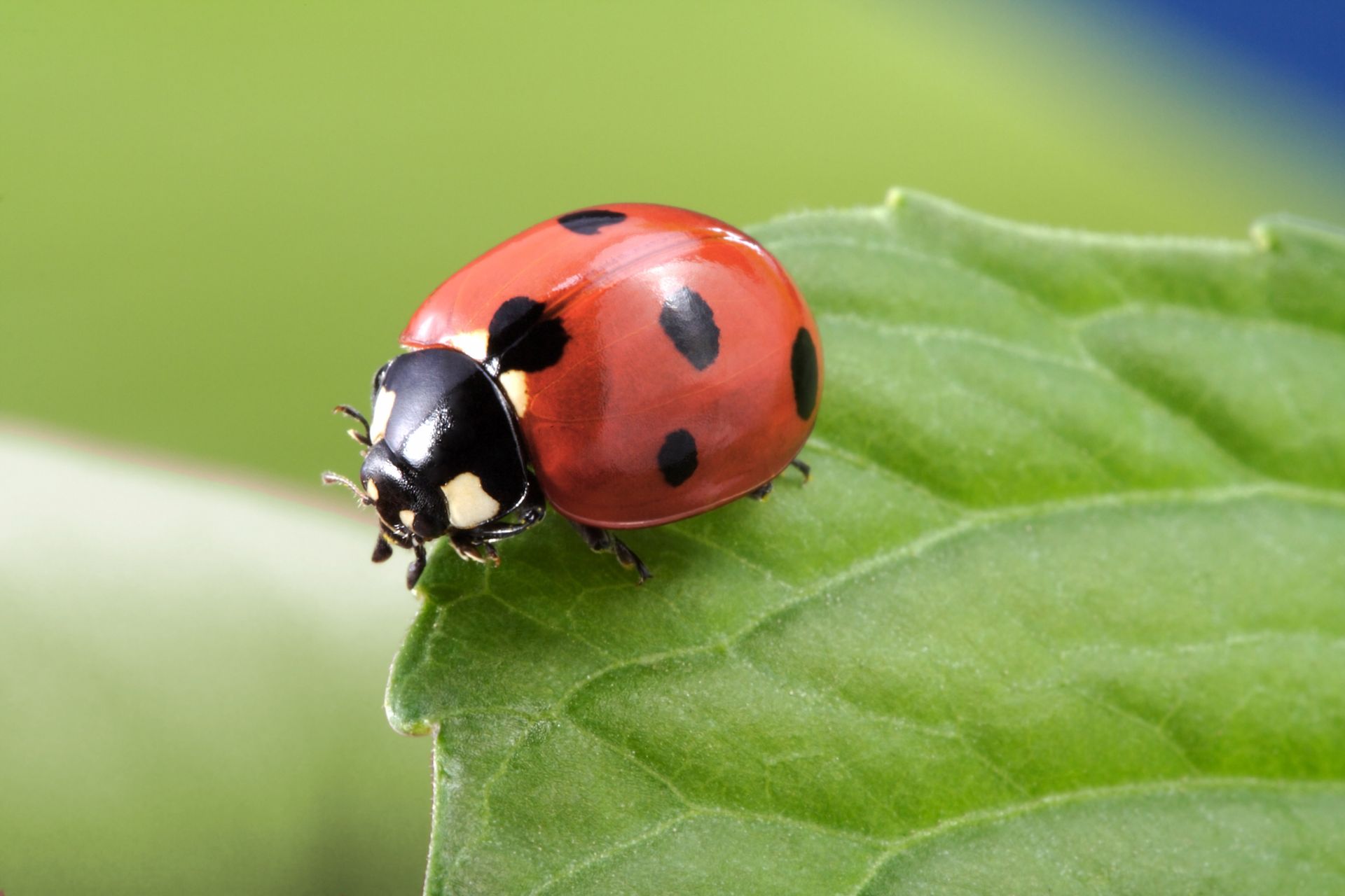 Ladybug with black spots on red shell on a green leaf.