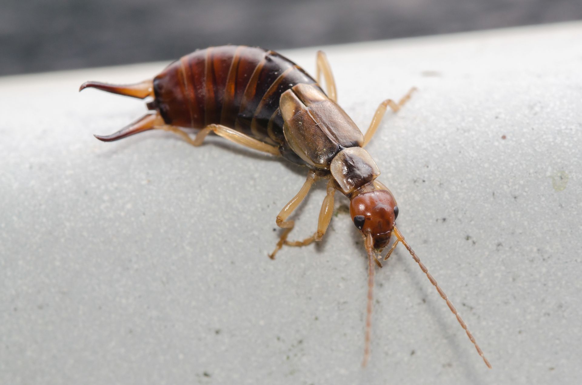 Brown earwig insect with pincers and antennae, on a white surface.