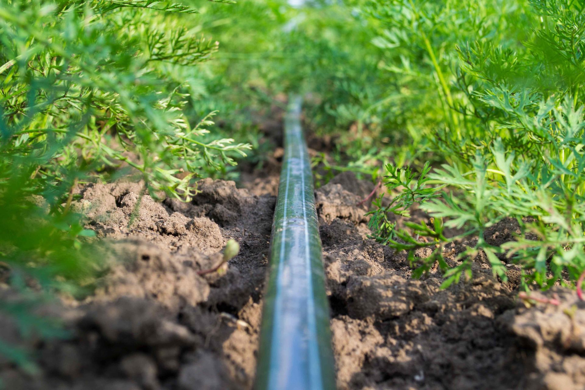 vegetable garden irrigation installation by affordable landscaping chandler arizona