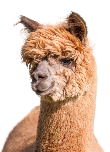 A close up of an alpaca 's face on a white background.