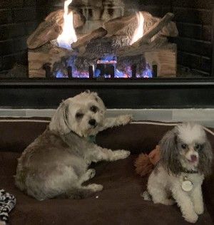 Two small dogs sit on a brown dog bed in front of a lit fireplace; one points a paw forward, while the other has a tag.