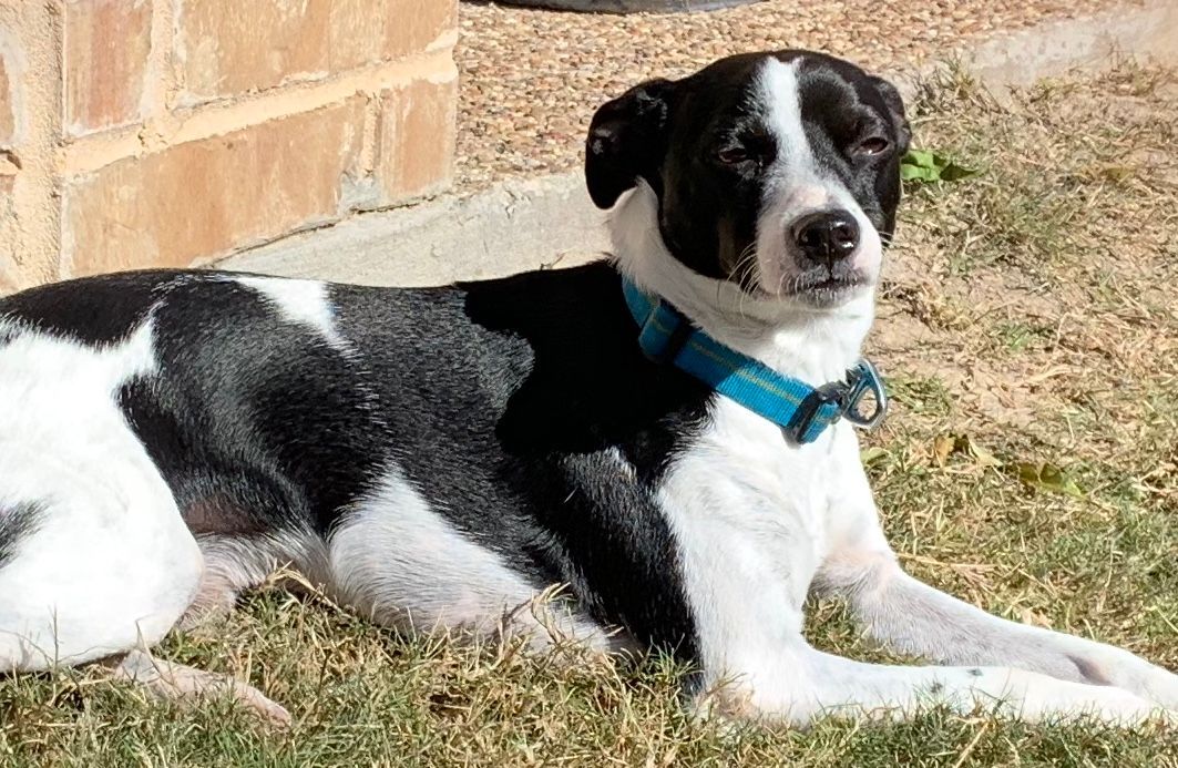 Black and white dog with a blue collar, resting on grass in front of a brick wall.