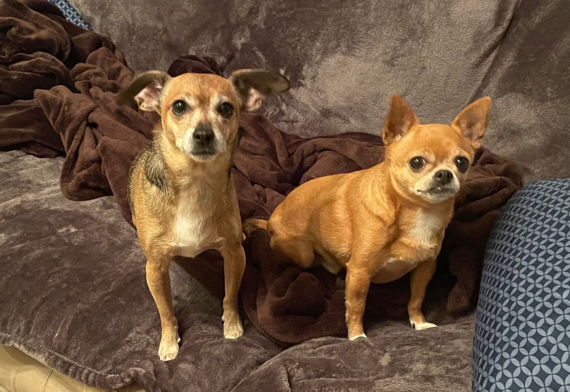 Two Chihuahuas on a brown couch, one tan and one light brown, both looking at the camera.