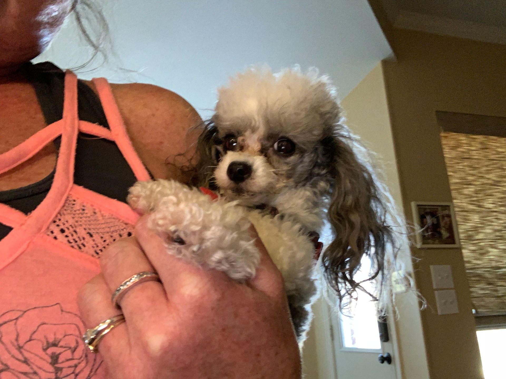 A small poodle with grey and white fur being held by a person wearing a pink tank top. The dog looks up at the camera.