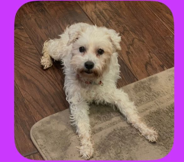 White, fluffy dog lounging on a rug and wooden floor, looking towards the camera.