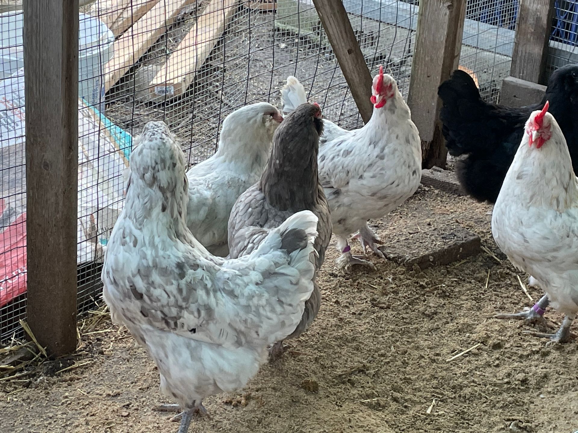 Several chickens of various colors, including white, gray, and black, in a coop with a dirt floor and wooden supports.