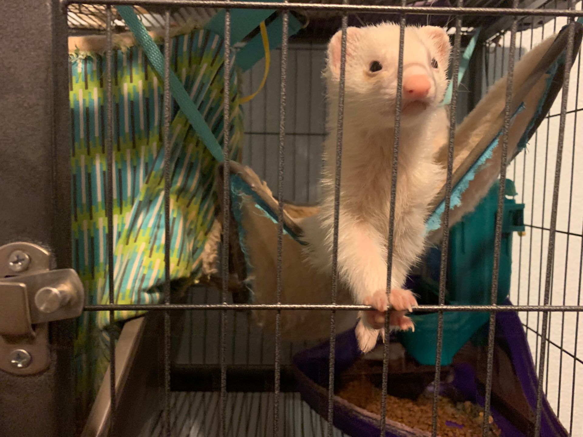 A white ferret in a cage, looking out at the viewer. It's in a hammock and has its paws on the cage bars.