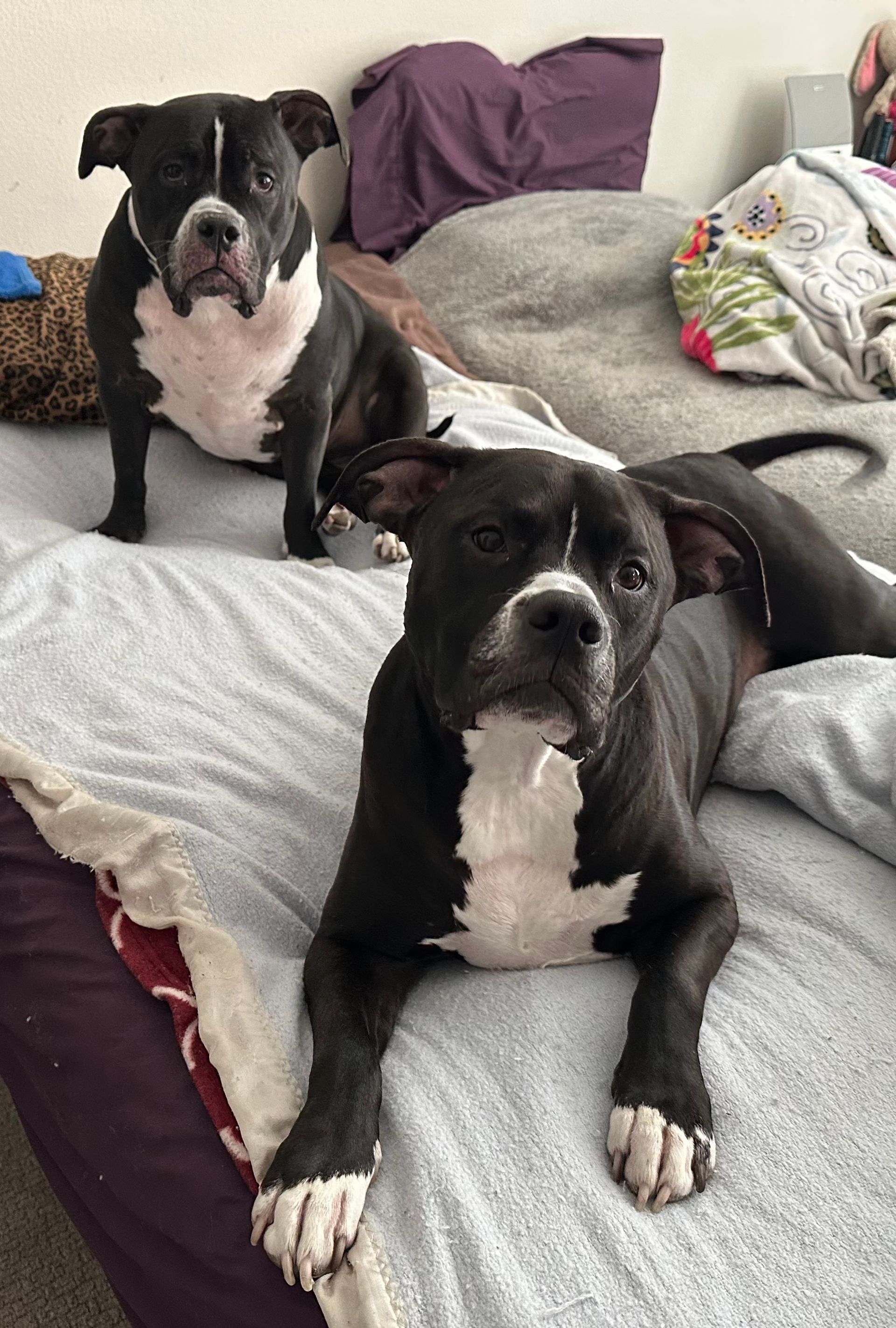 Two black and white pit bull dogs on a bed; one sits, the other lies down, both looking at the viewer.