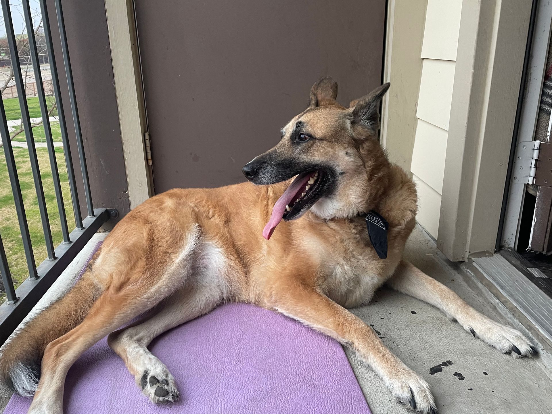 Tan dog with a black collar panting, resting on a purple mat on an outdoor patio.