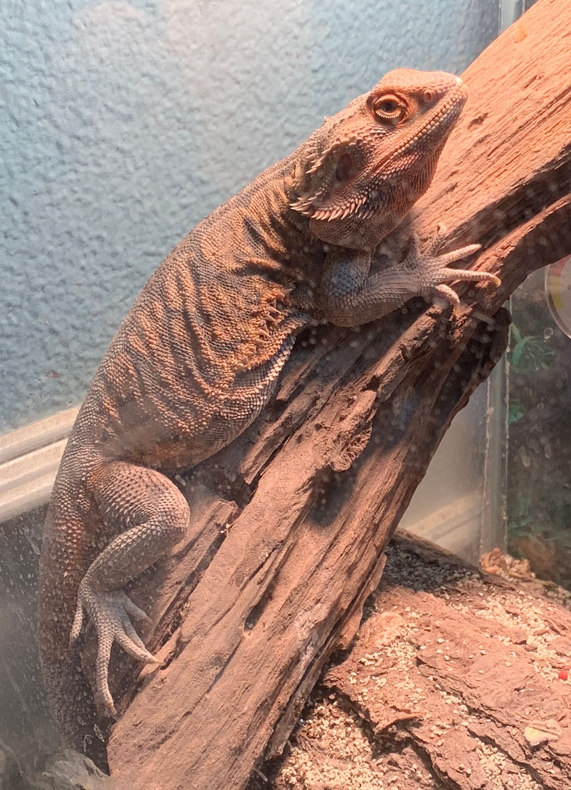 Bearded dragon rests on a piece of wood inside a glass terrarium.