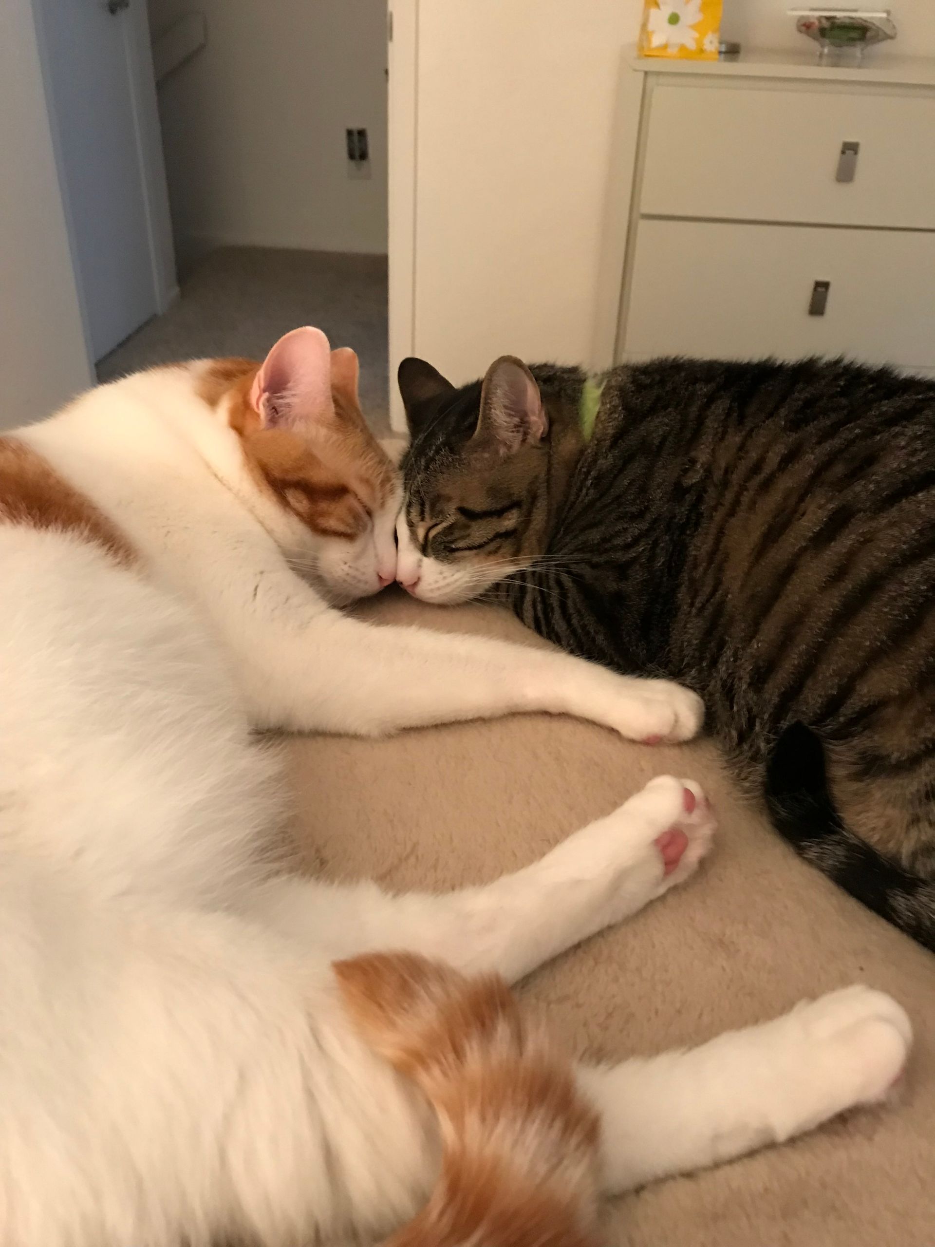 Two cats snuggled together on a bed: one orange and white, the other tabby. They touch noses, appearing content.