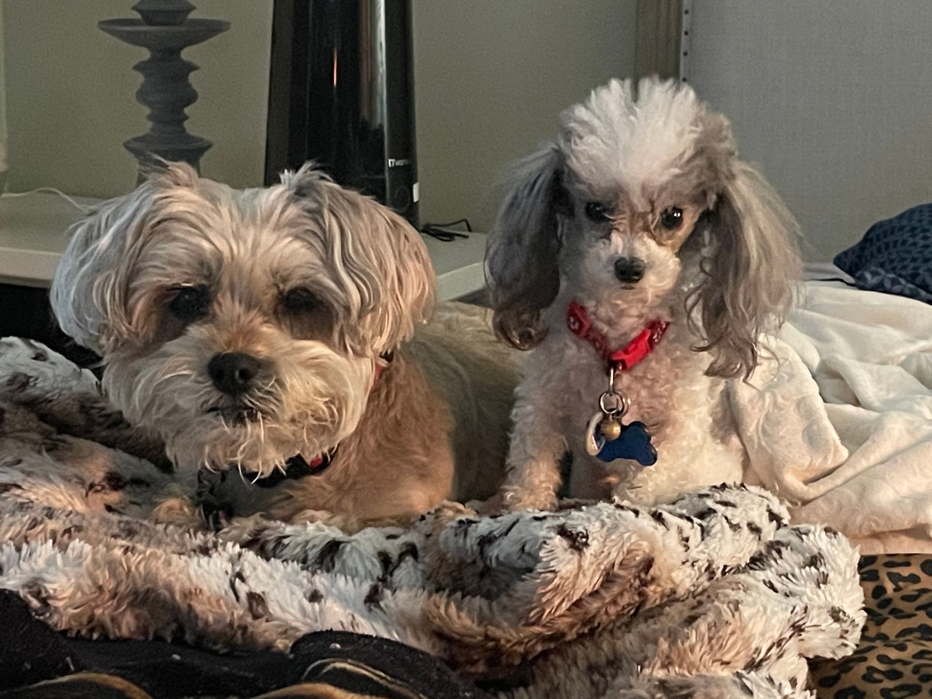 Two small dogs resting on a fluffy blanket, one tan and the other gray, both wearing collars.