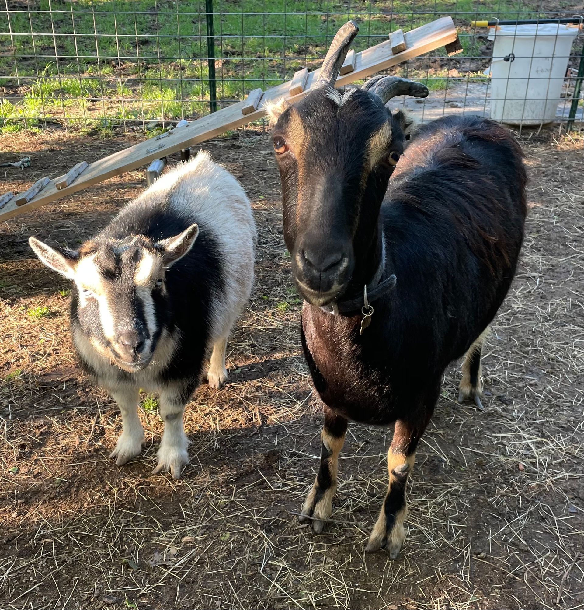 Two goats, one black and one white and black, standing in a grassy pen, looking at the camera.