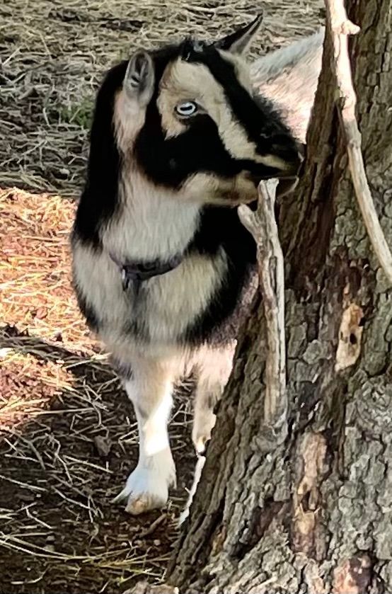 A black and white goat stands by a tree, looking off to the side. It has striking blue eyes.