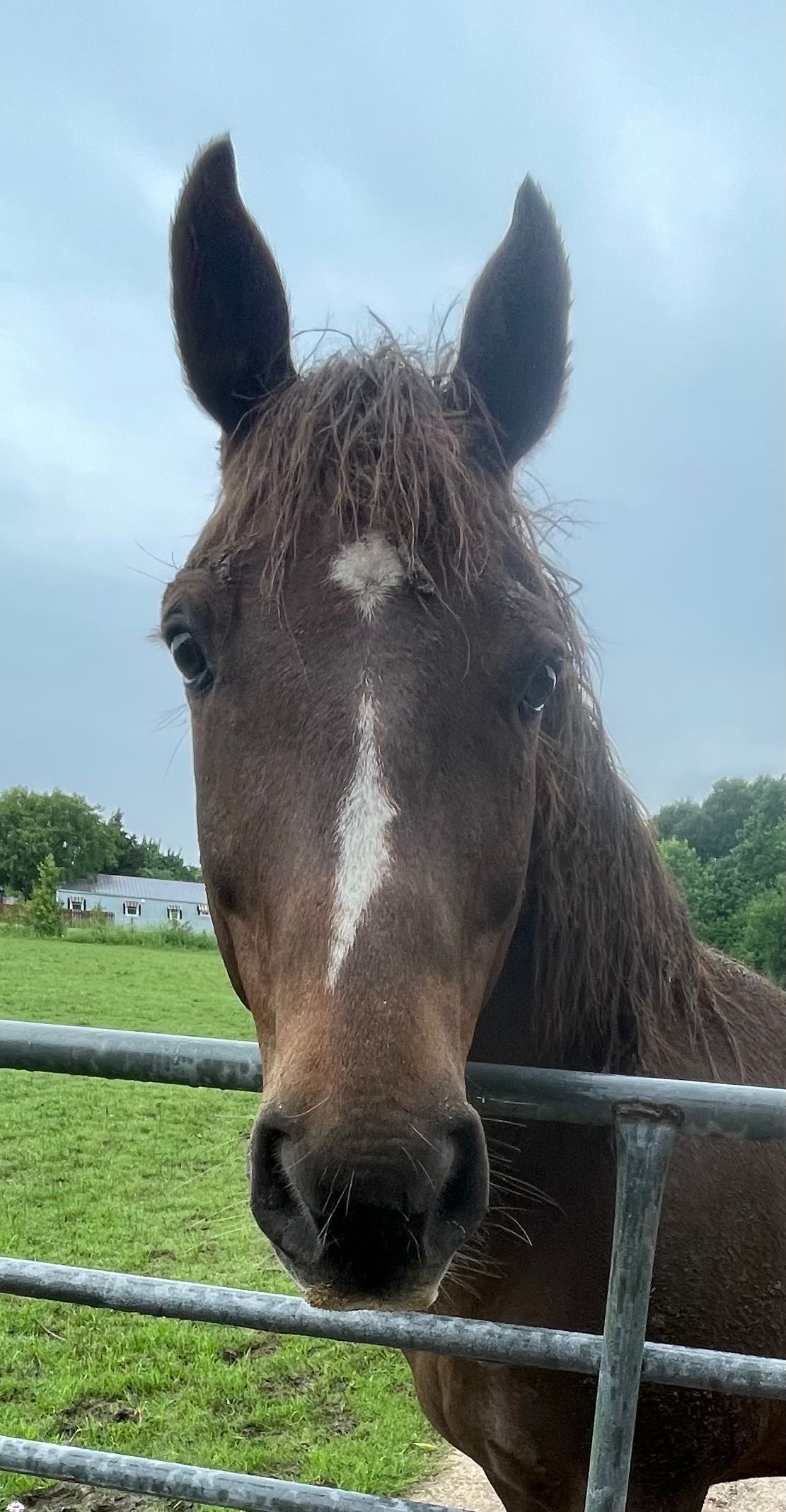 Brown horse with a white blaze, covered in mud, looking at the camera through a metal fence.