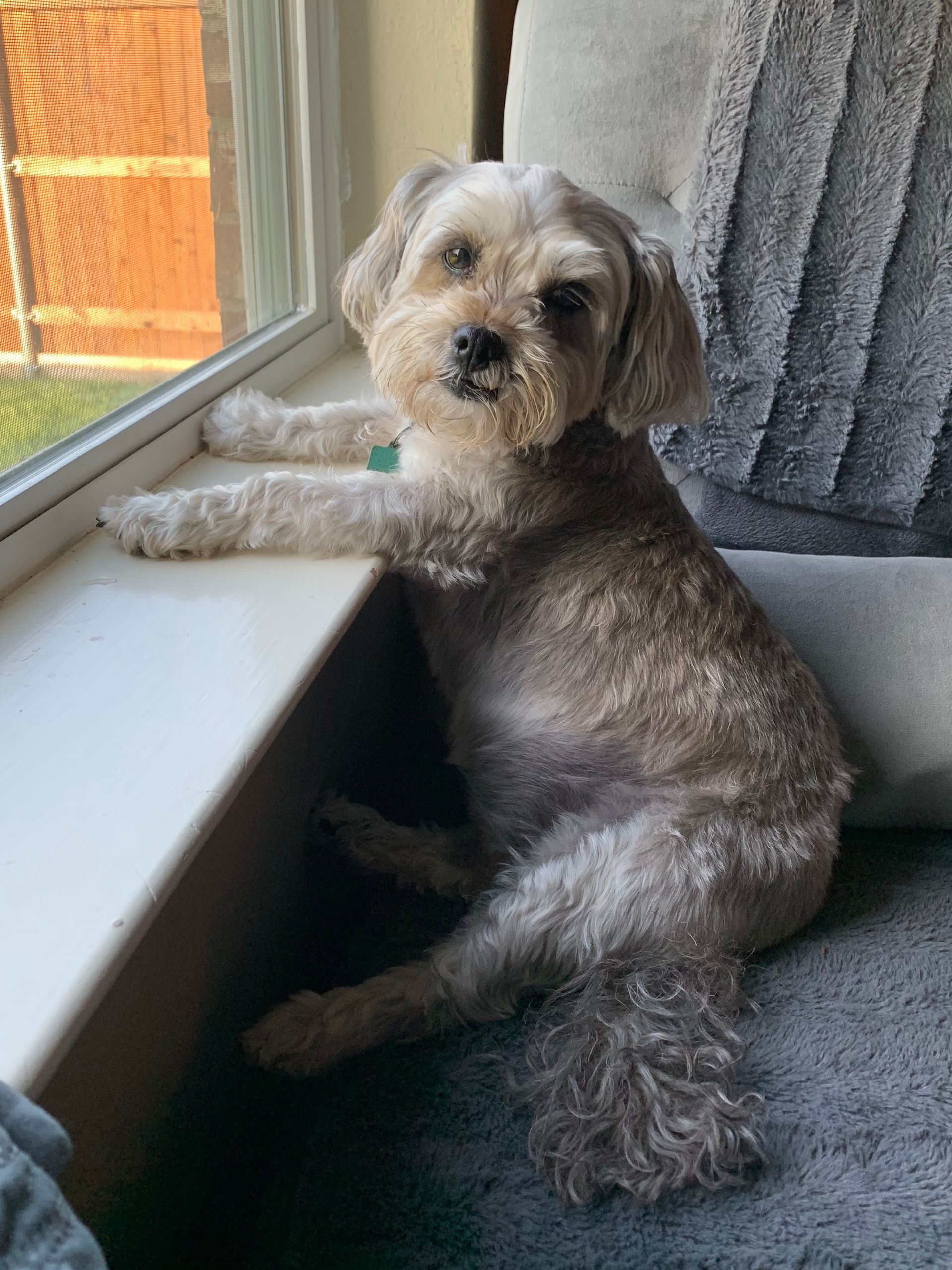 A small, grey dog sits on a windowsill, paws on the frame, gazing out the window.