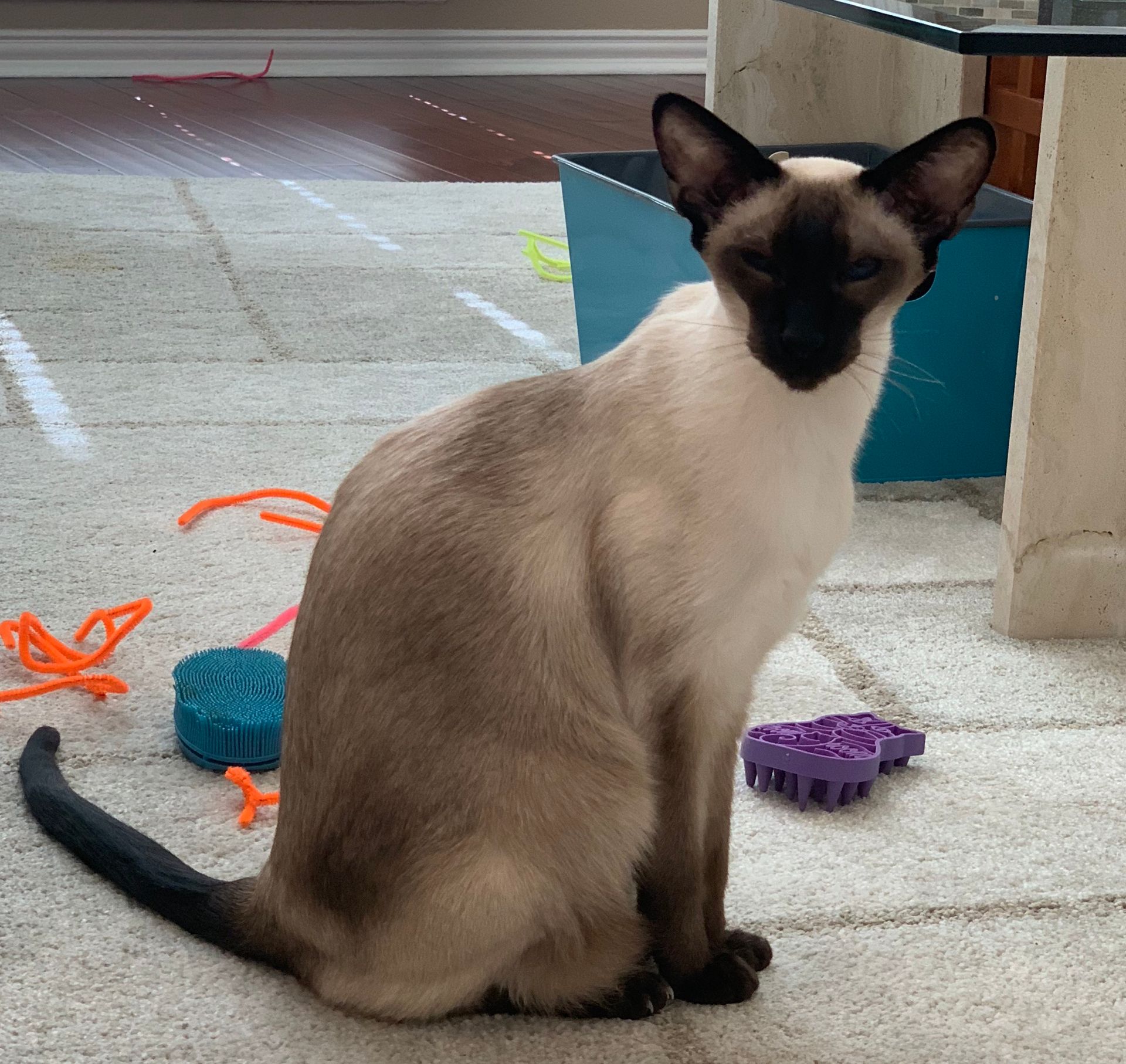 Siamese cat with dark mask and points sitting on a patterned carpet, surrounded by toys.