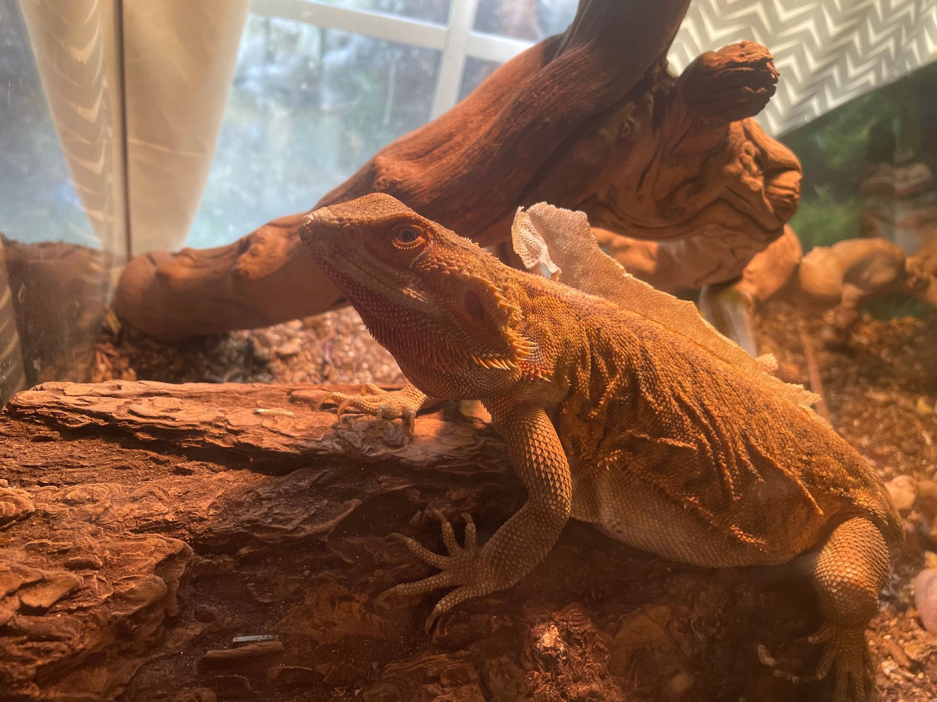 A bearded dragon perches on a log in its terrarium, with shed skin on its back.