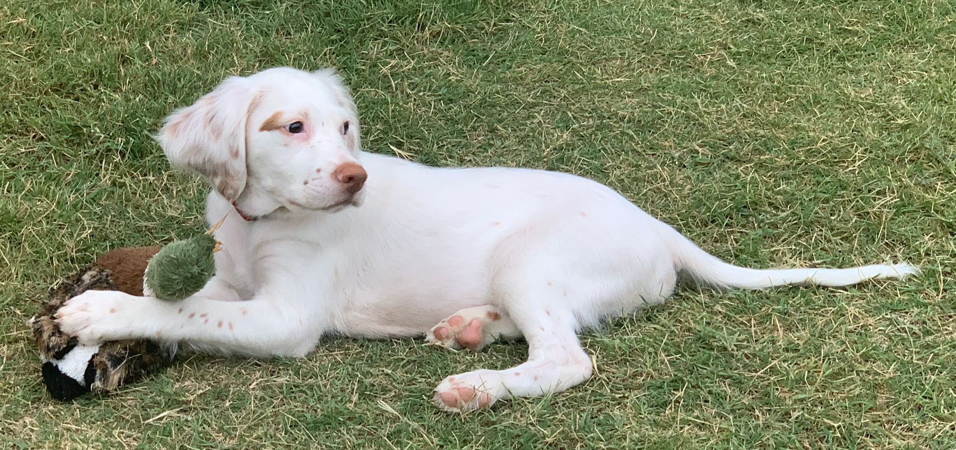 A white puppy with tan spots lies on green grass, holding a toy. The puppy looks toward the left.