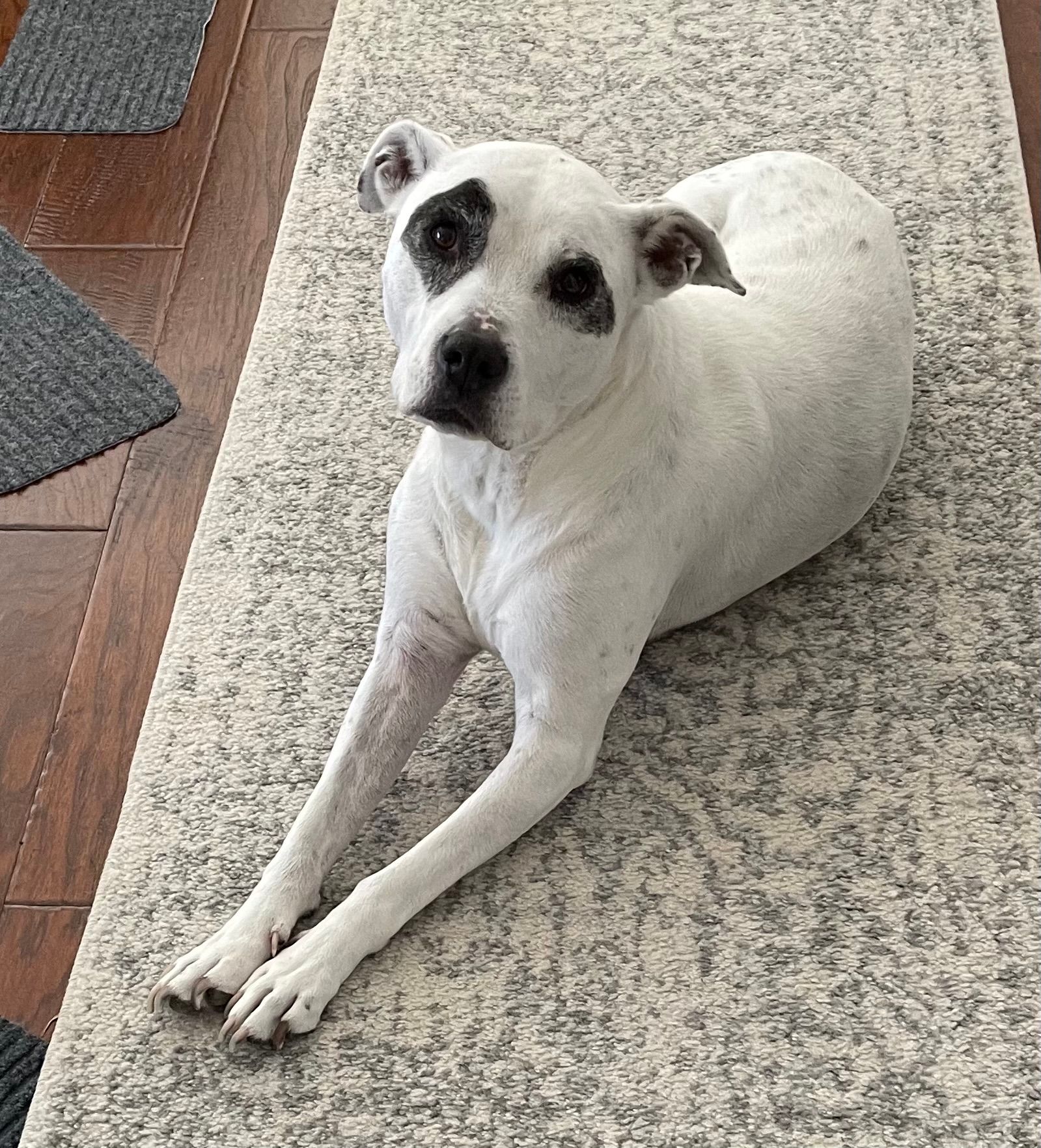 White dog with dark patches around eyes lying on a patterned rug, looking directly at the viewer.