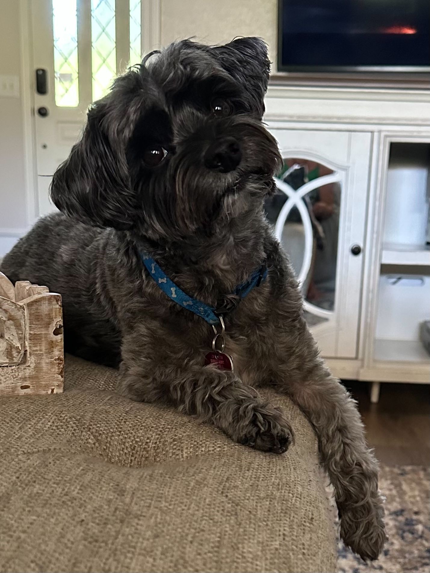 Black, fluffy dog with a blue collar resting on a tan sofa