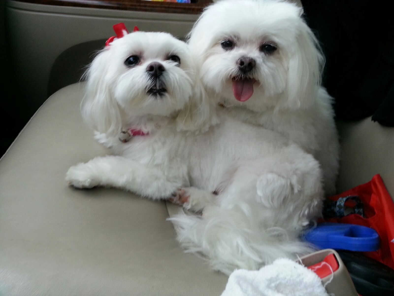 Two fluffy white Maltese dogs sit close together, one with a red bow, the other with tongue out.