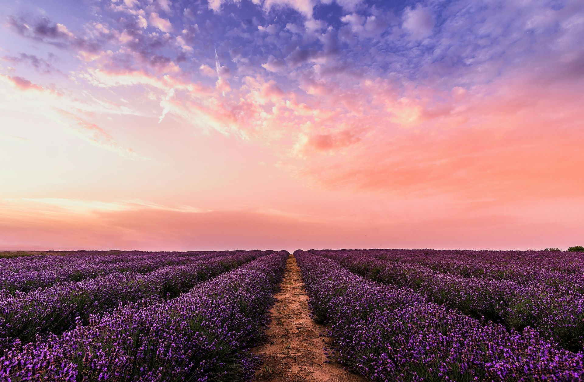 There is a path going through a field of lavender flowers at sunset.