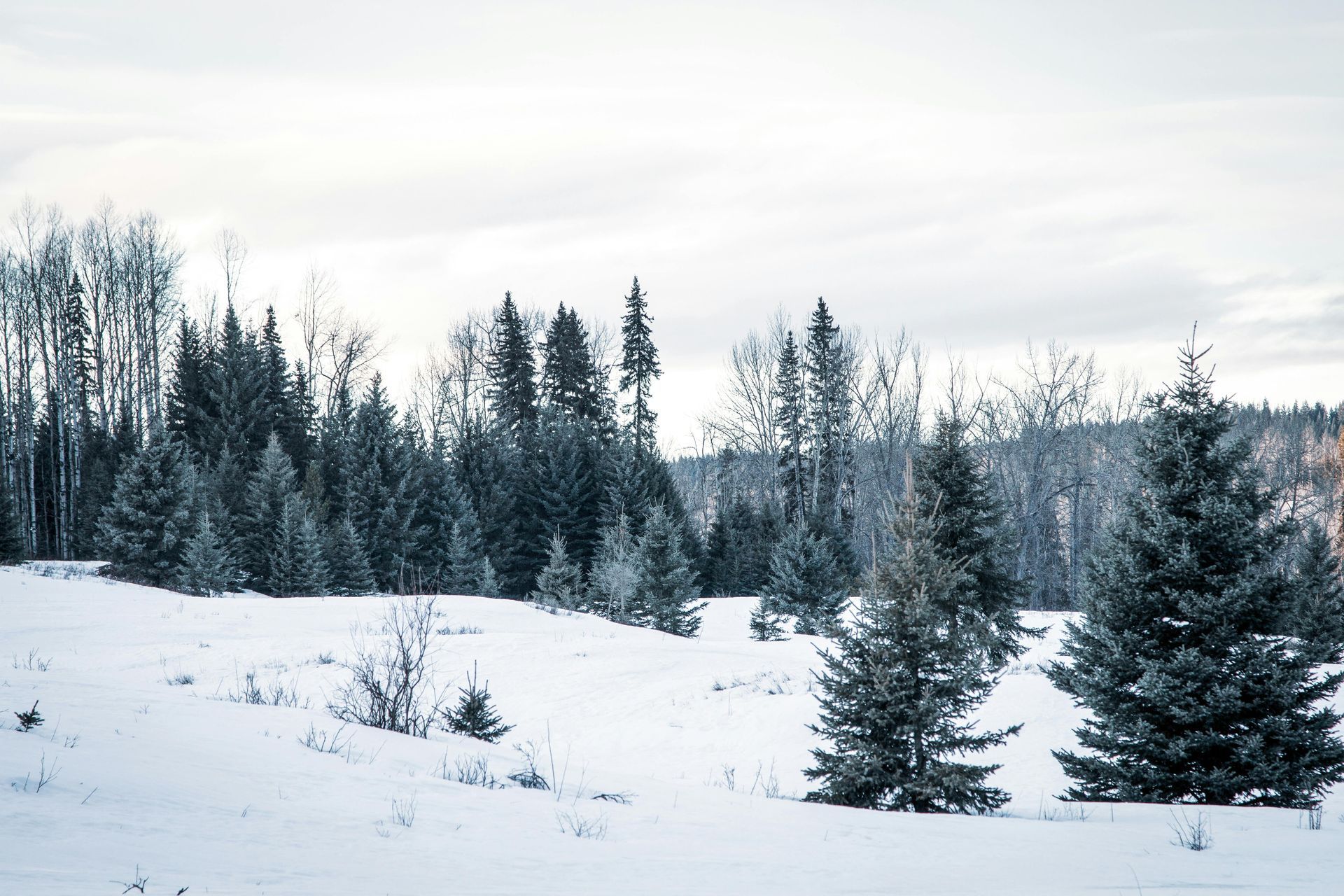 A snowy field with trees in the background