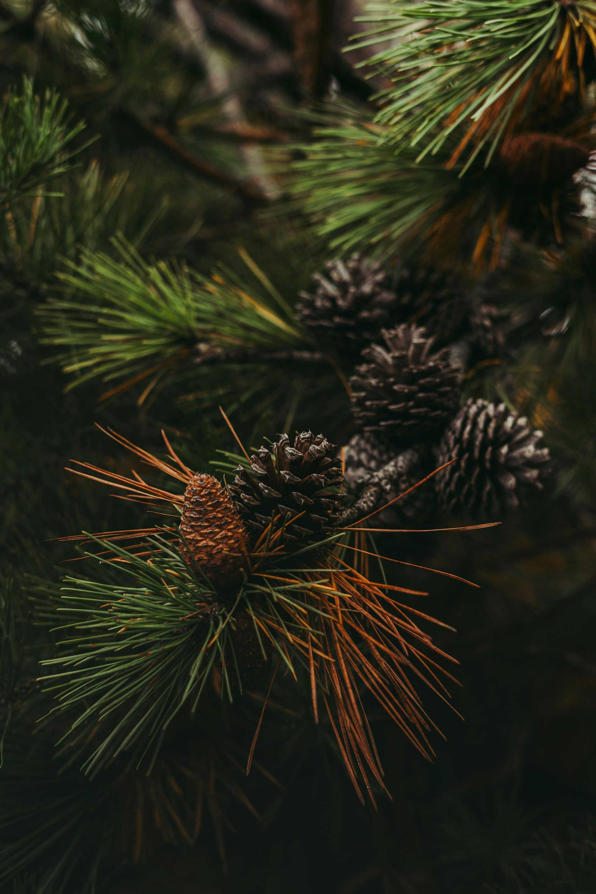 A close up of pine cones on a pine tree branch.