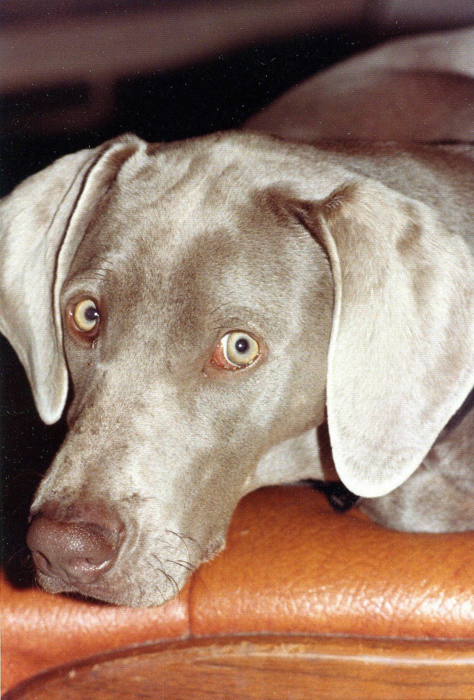 Example Photo of Dave Lynn Video & Photo Pet Photography