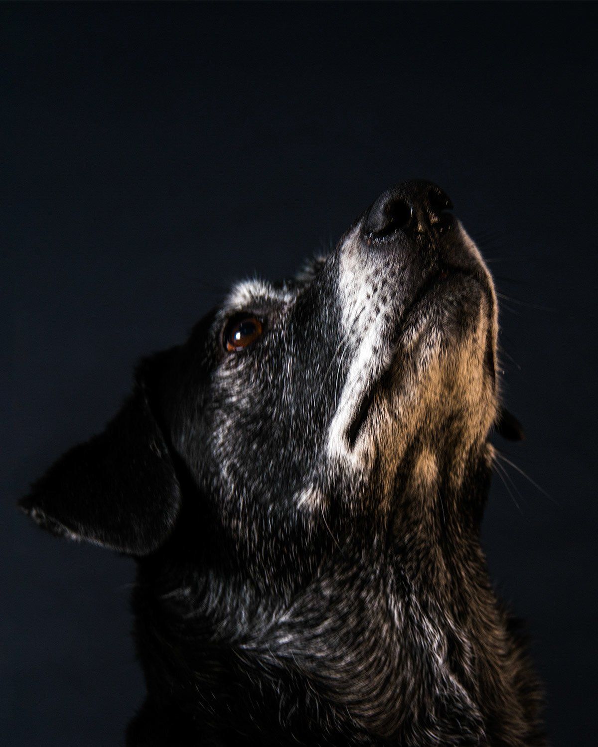 Example Photo of Dave Lynn Video & Photo Pet Photography