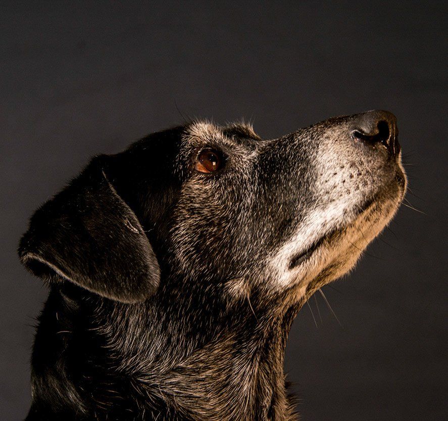 Example Photo of Dave Lynn Video & Photo Pet Photography