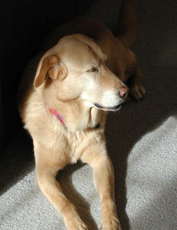 Example Photo of Dave Lynn Video & Photo Pet Photography