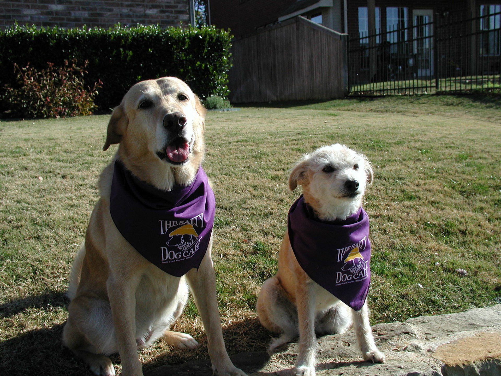 Example Photo of Dave Lynn Video & Photo Pet Photography