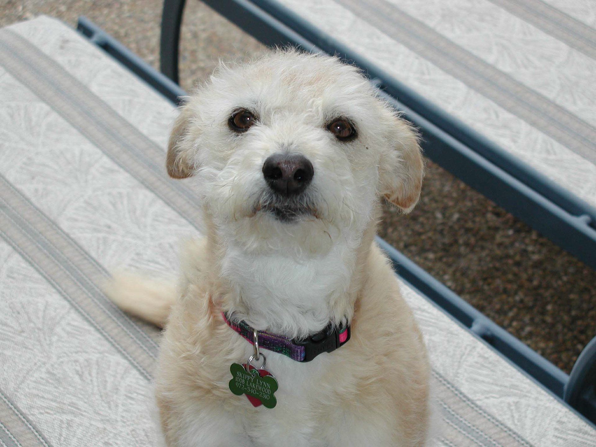 Example Photo of Dave Lynn Video & Photo Pet Photography