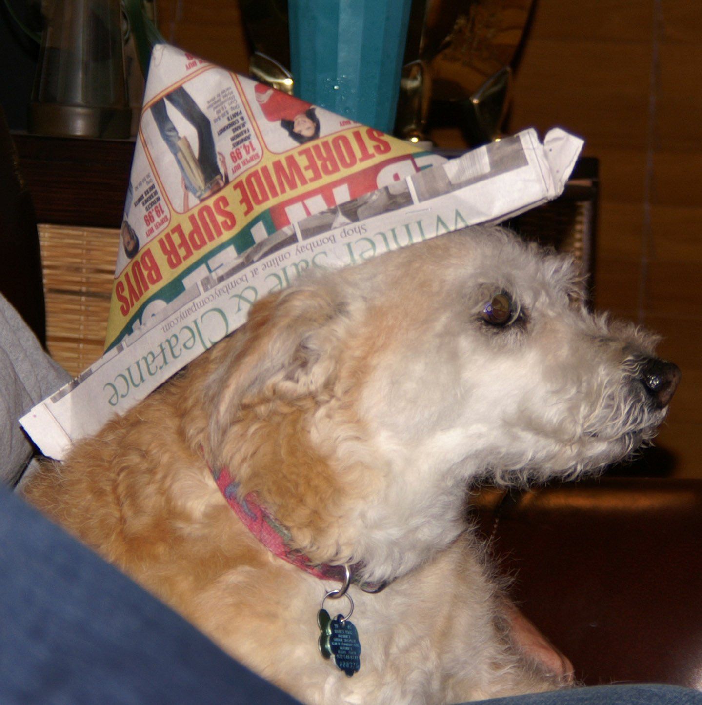 Example Photo of Dave Lynn Video & Photo Pet Photography