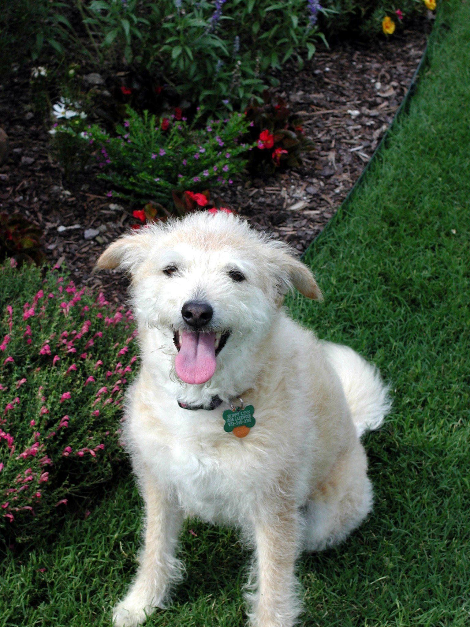 Example Photo of Dave Lynn Video & Photo Pet Photography