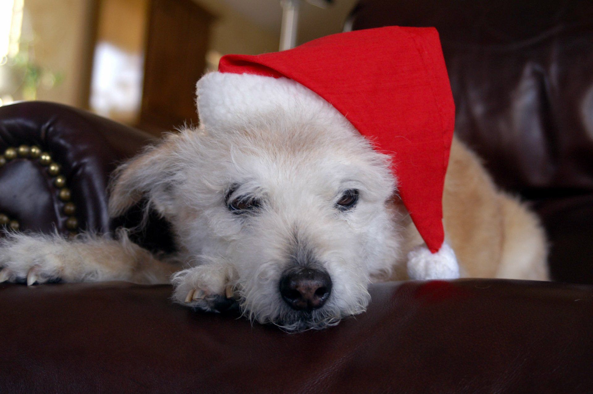 Example Photo of Dave Lynn Video & Photo Pet Photography