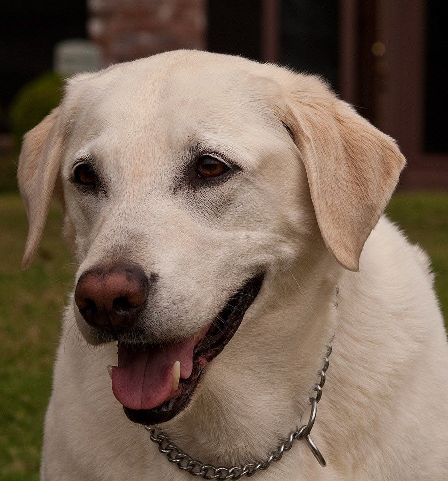 Example Photo of Dave Lynn Video & Photo Pet Photography