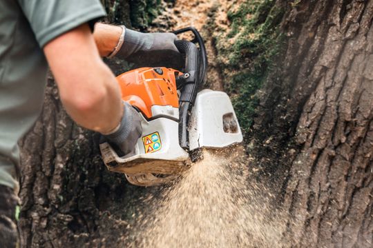 Chainsaw cutting into a tree trunk, sending wood chips flying.
